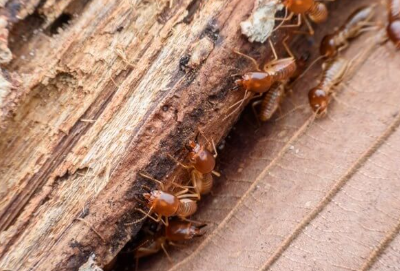 How Can You Manage Commercial Pest Control in Colorado Springs Effectively?