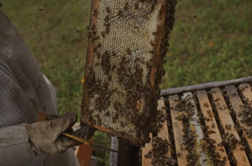 Is Raw Honey Better? The Ultimate Guide and Hani Honey Company Review Is Raw Honey Better? The Ultimate Guide and Hani Honey Company Review